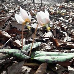 گیاه سگ دندان